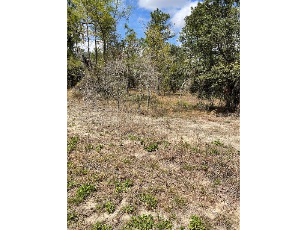 00 SW Indian Hill Drive Dunnellon FL 34431 OM674755 image1