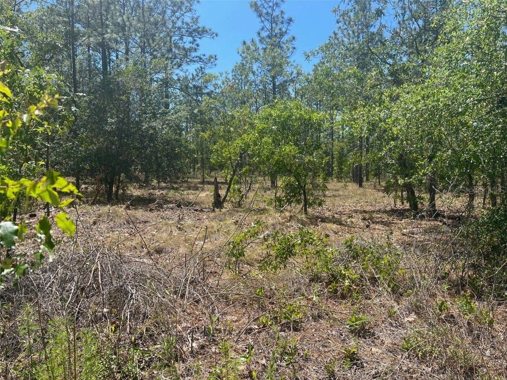 00 SW Winding Hills Road Dunnellon FL 34431 - Tiger Lake OM657438 image1
