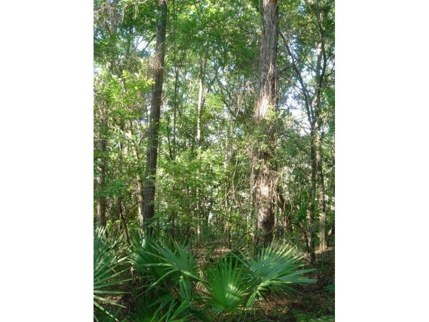 00 Tamarac Rd Marianna FL 32448 TB8332659 image8