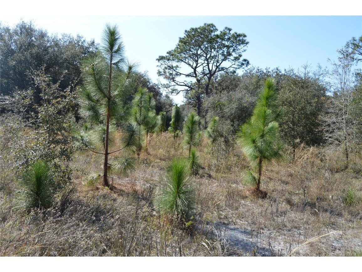 00 Unnamed Spring Hill FL 34610 TB8401223 image10