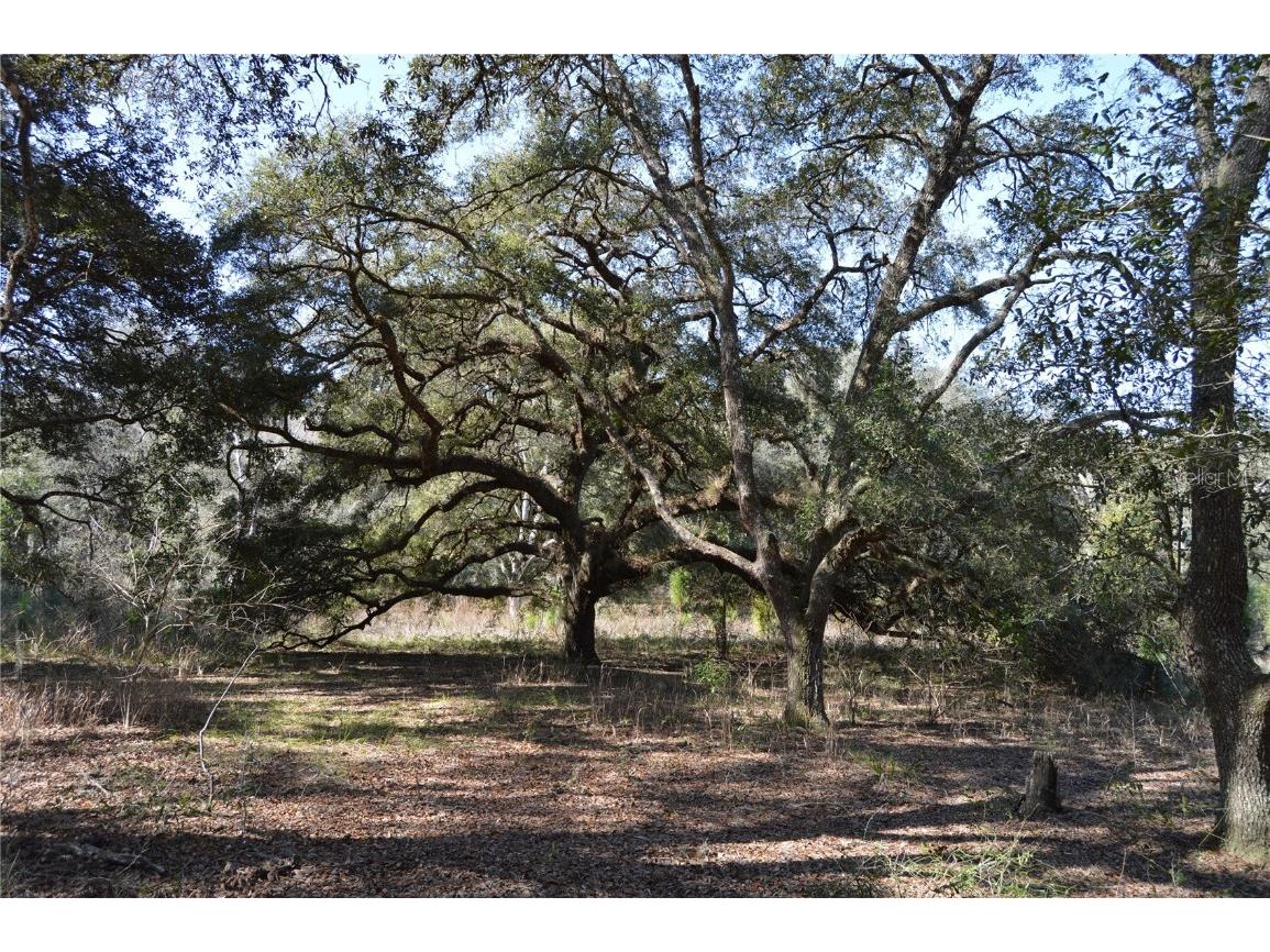 00 Unnamed Spring Hill FL 34610 TB8401223 image11