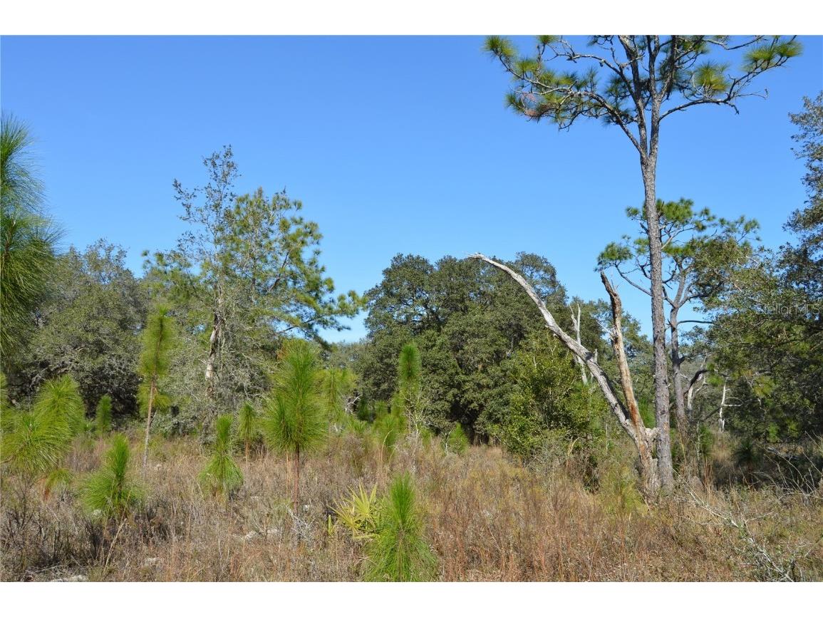 00 Unnamed Spring Hill FL 34610 TB8401223 image13