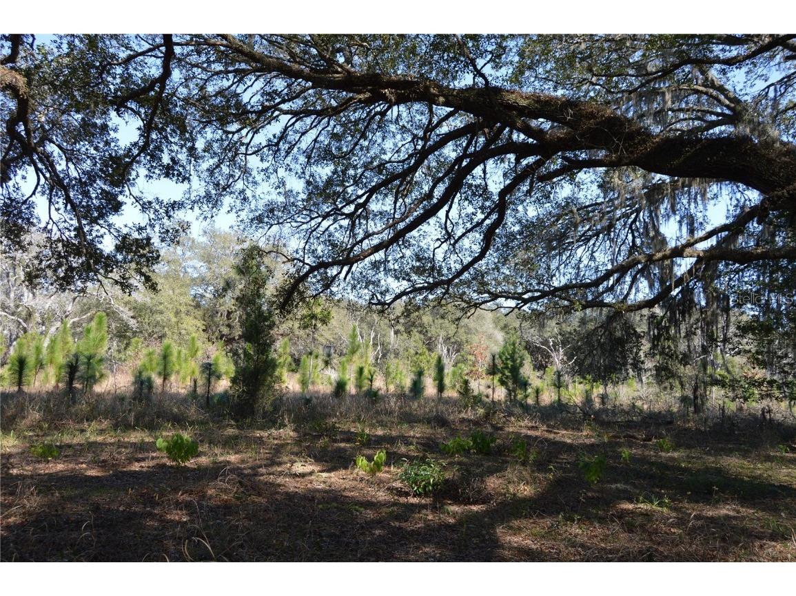 00 Unnamed Spring Hill FL 34610 TB8401223 image15