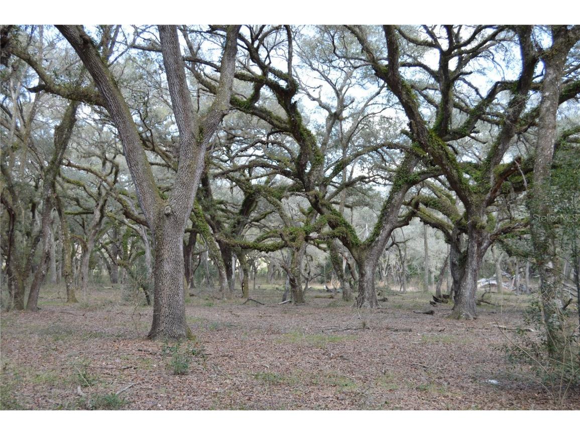 00 Unnamed Spring Hill FL 34610 TB8401223 image19