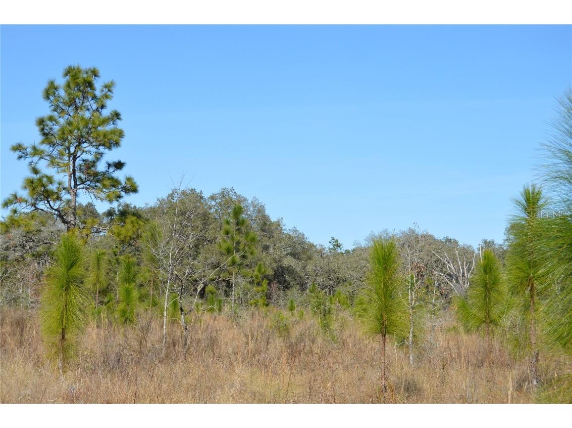 00 Unnamed Spring Hill FL 34610 TB8401223 image2