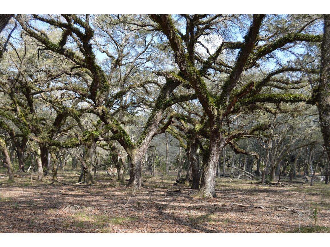 00 Unnamed Spring Hill FL 34610 TB8401223 image20