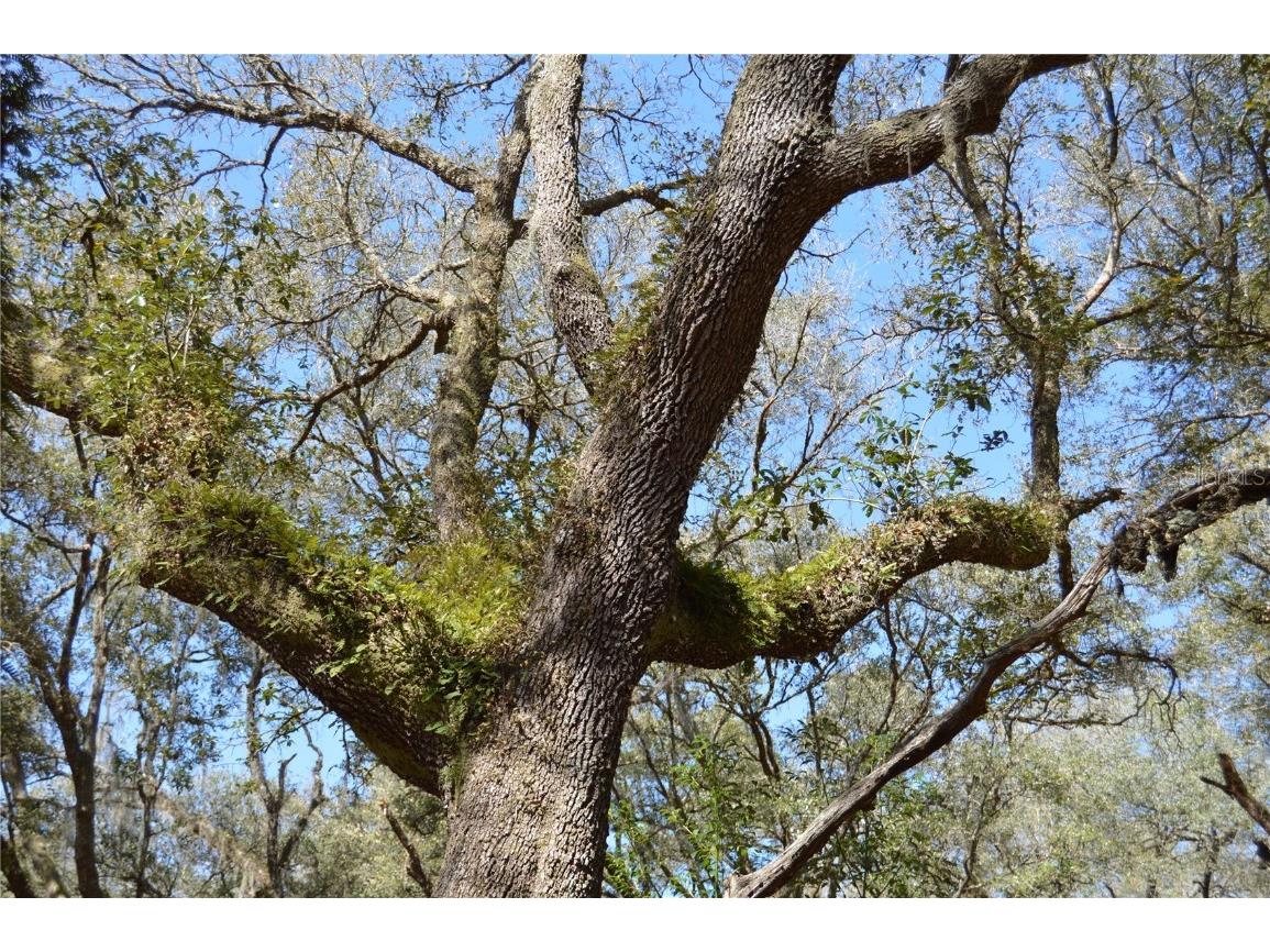 00 Unnamed Spring Hill FL 34610 TB8401223 image21