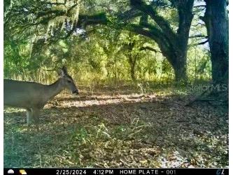 00 Unnamed Spring Hill FL 34610 TB8401223 image23