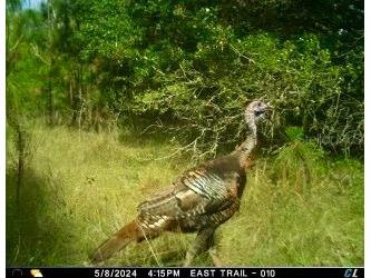 00 Unnamed Spring Hill FL 34610 TB8401223 image28