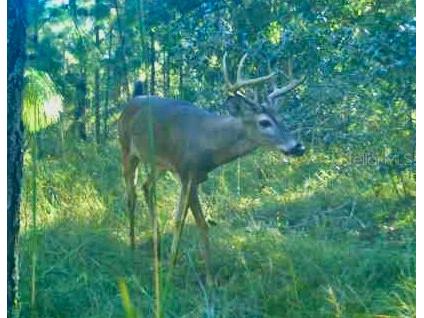 00 Unnamed Spring Hill FL 34610 TB8401223 image34