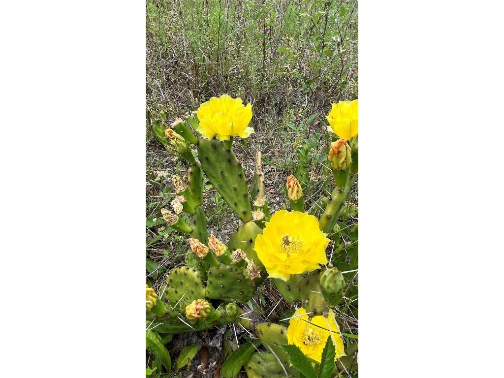 00 Unnamed Spring Hill FL 34610 TB8401223 image39