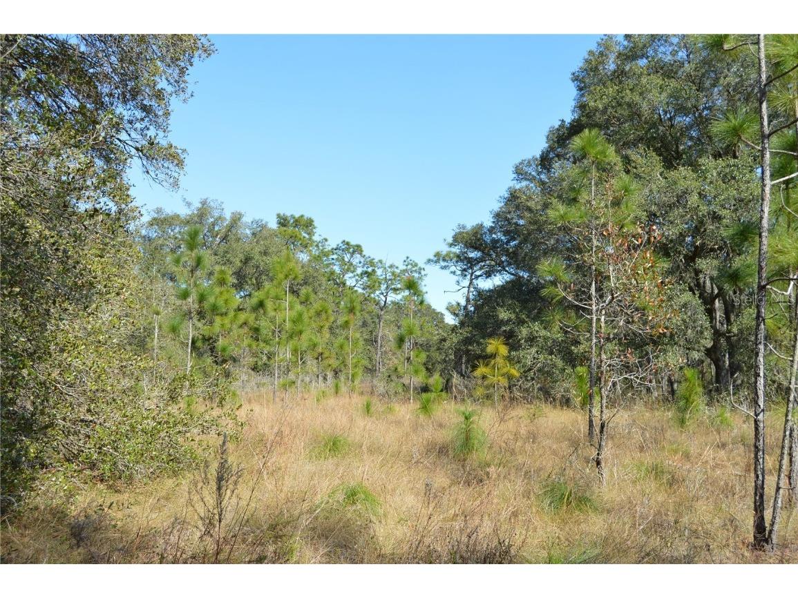 00 Unnamed Spring Hill FL 34610 TB8401223 image5