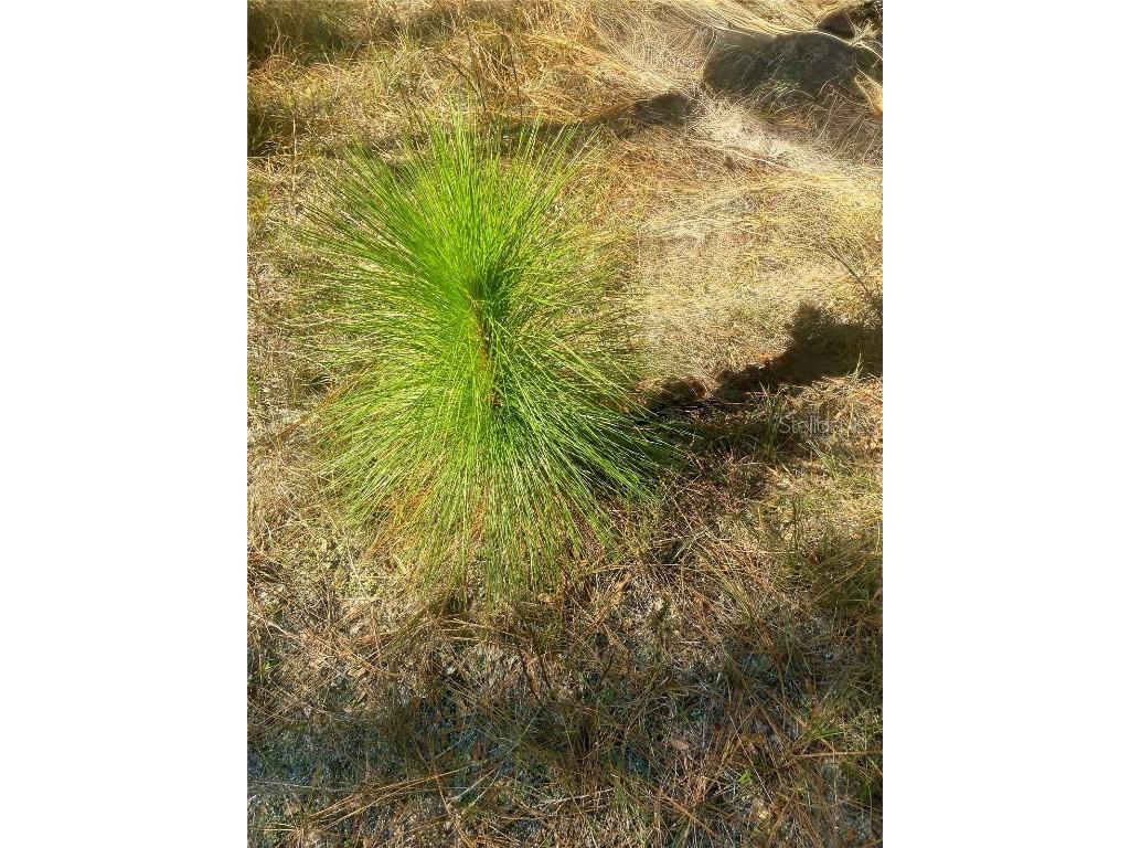 00 Unnamed Spring Hill FL 34610 TB8401223 image58