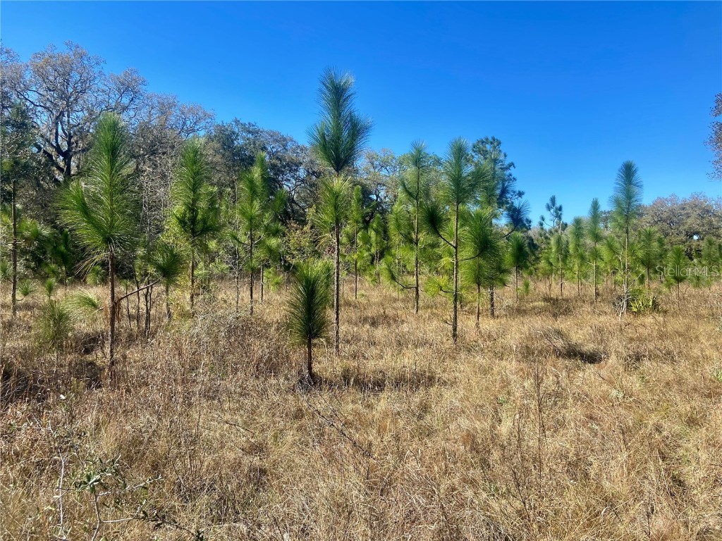 00 Unnamed Spring Hill FL 34610 TB8401223 image59