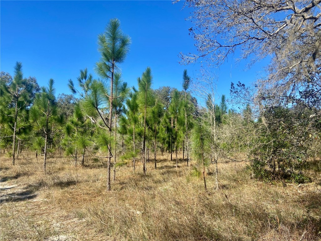 00 Unnamed Spring Hill FL 34610 TB8401223 image65