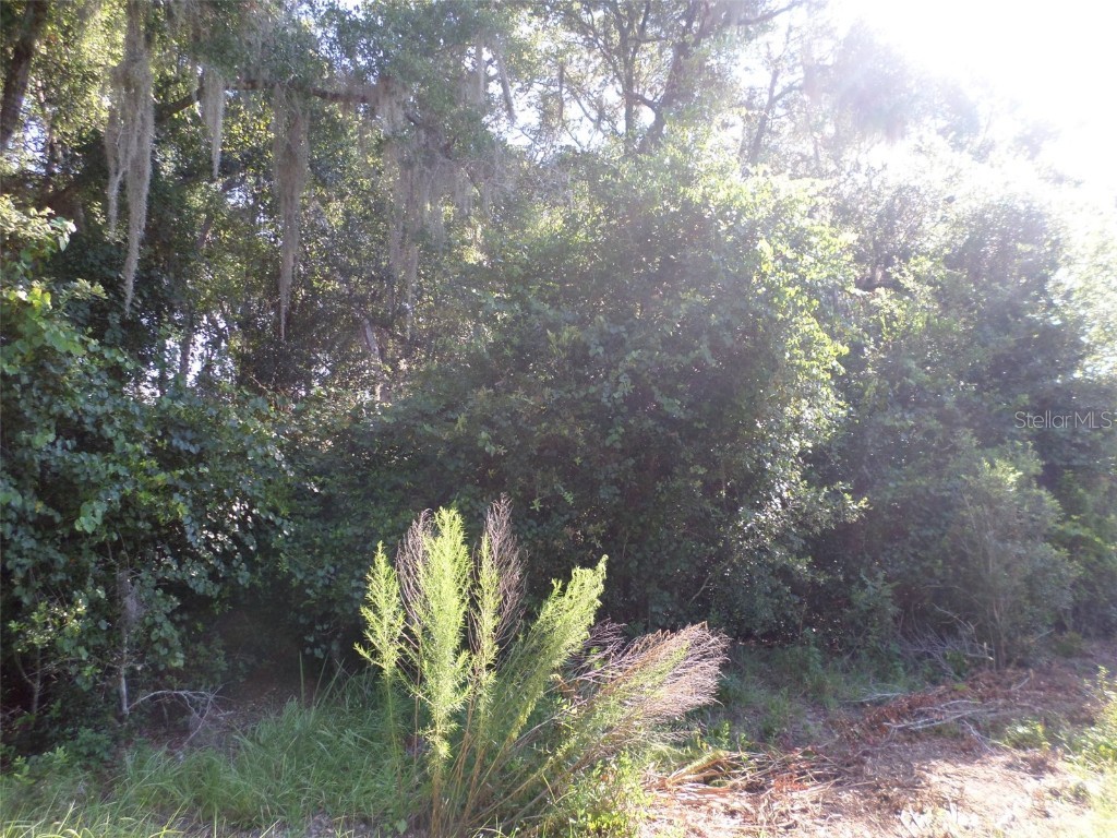 00 W. Highway 40 Dunnellon FL 34431 OM677920 image2