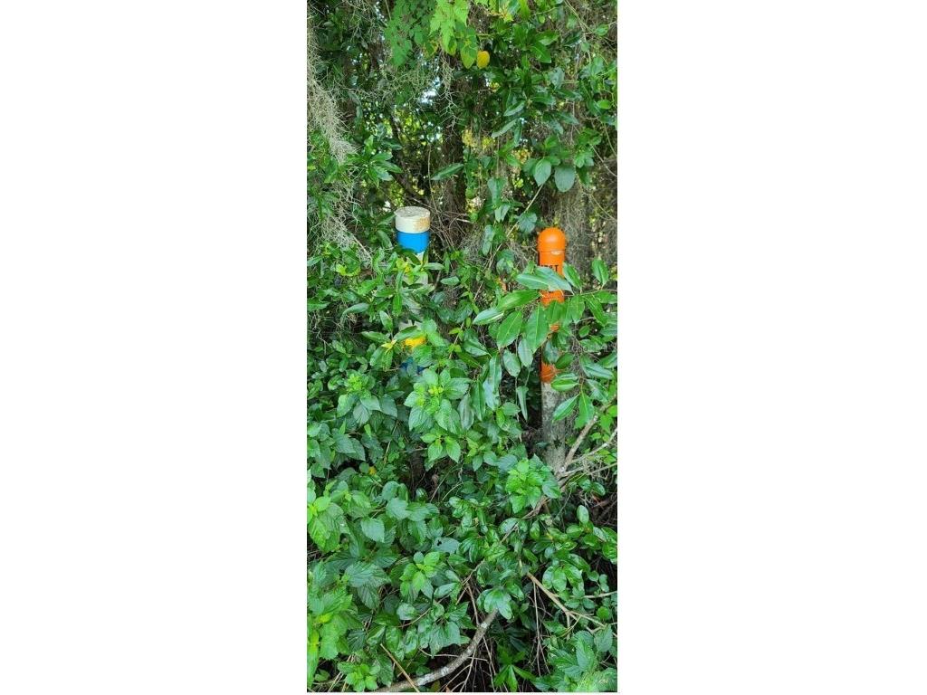 00 W Highway 40 Dunnellon FL 34431 - WITHLACOOCHEE RIVER TB8315658 image12