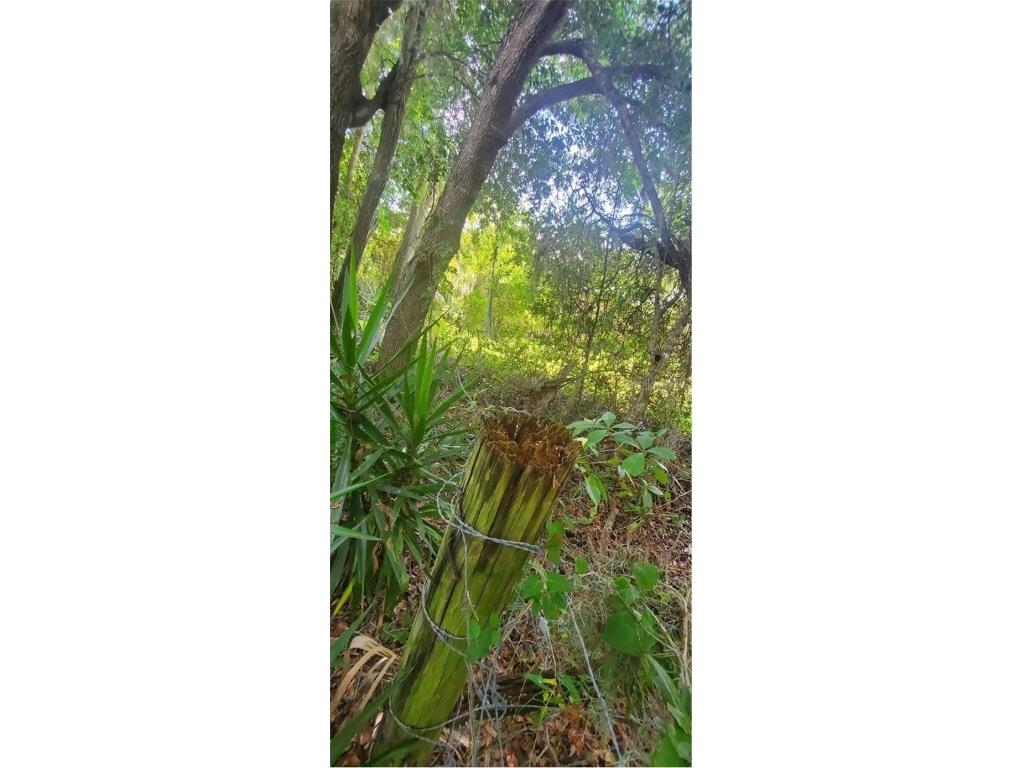 00 W Highway 40 Dunnellon FL 34431 - WITHLACOOCHEE RIVER TB8315658 image13