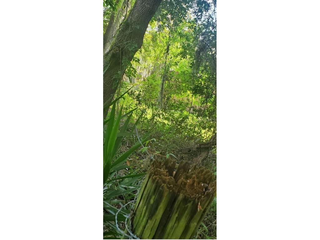 00 W Highway 40 Dunnellon FL 34431 - WITHLACOOCHEE RIVER TB8315658 image14