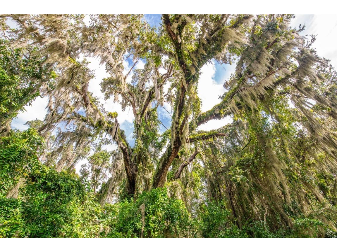 00 Whitman Road Brooksville FL 34601 T3552882 image18