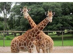 000 Cortez Boulevard Dade City FL 33523 TB8430810 image12