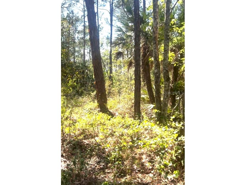 000 Dean Still Road Davenport FL 33897 O6315439 image5