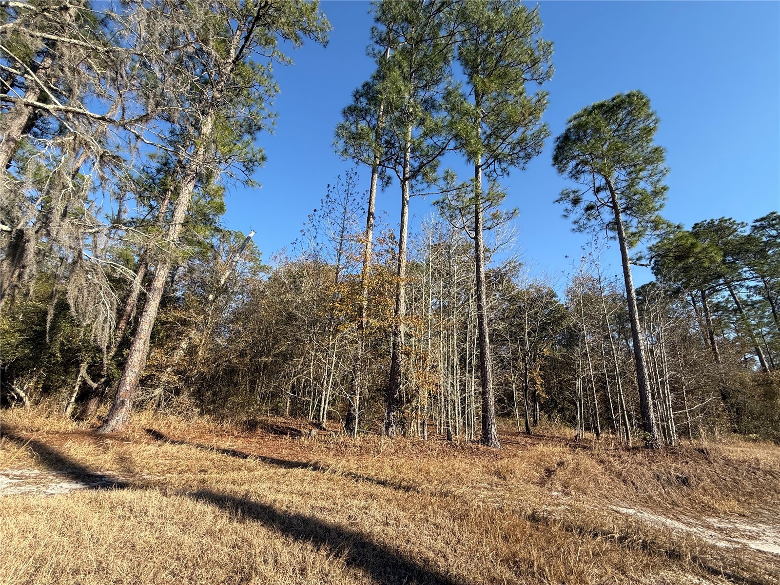 01 NE 126 Street Bronson FL 32621 - STATION POND GC537562 image11