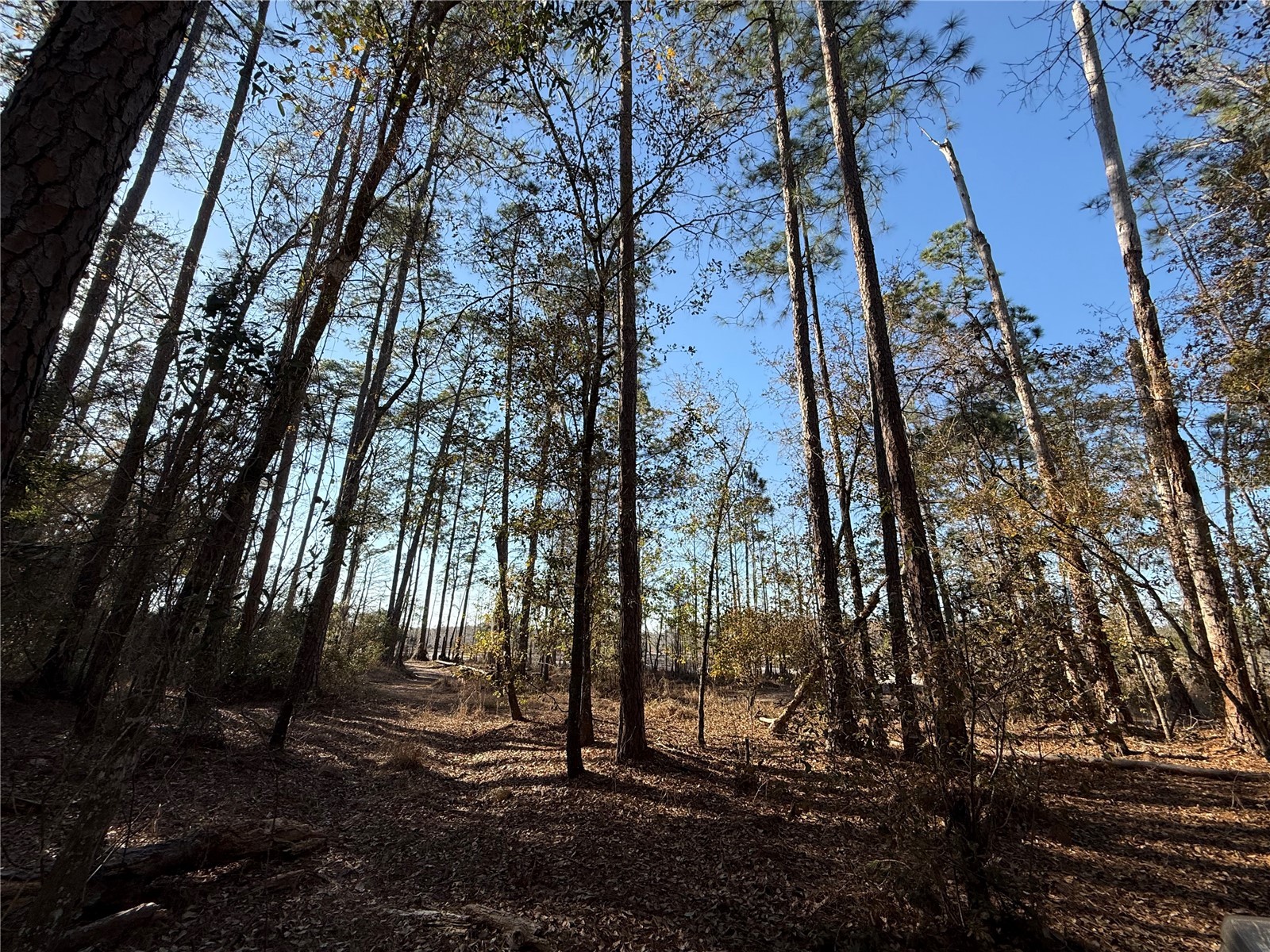 01 NE 126 Street Bronson FL 32621 - STATION POND GC537562 image3