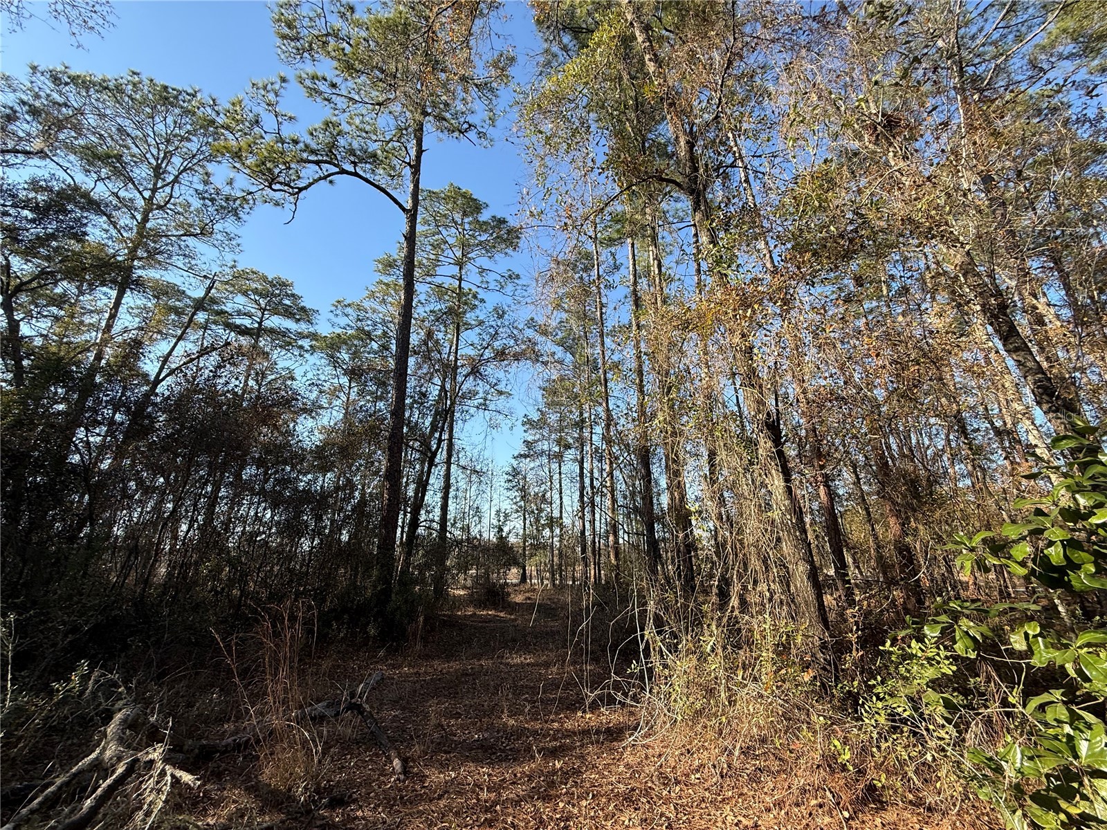 01 NE 126 Street Bronson FL 32621 - STATION POND GC537562 image4