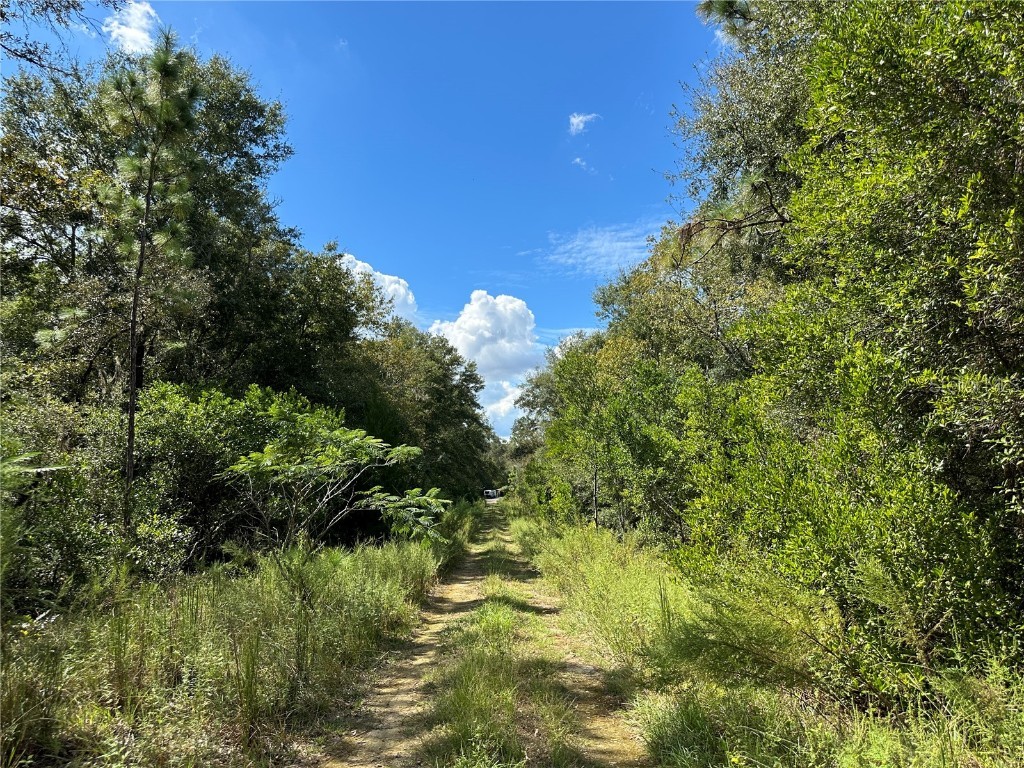 000 NE 156th Avenue Williston FL 32696 OM678209 image2