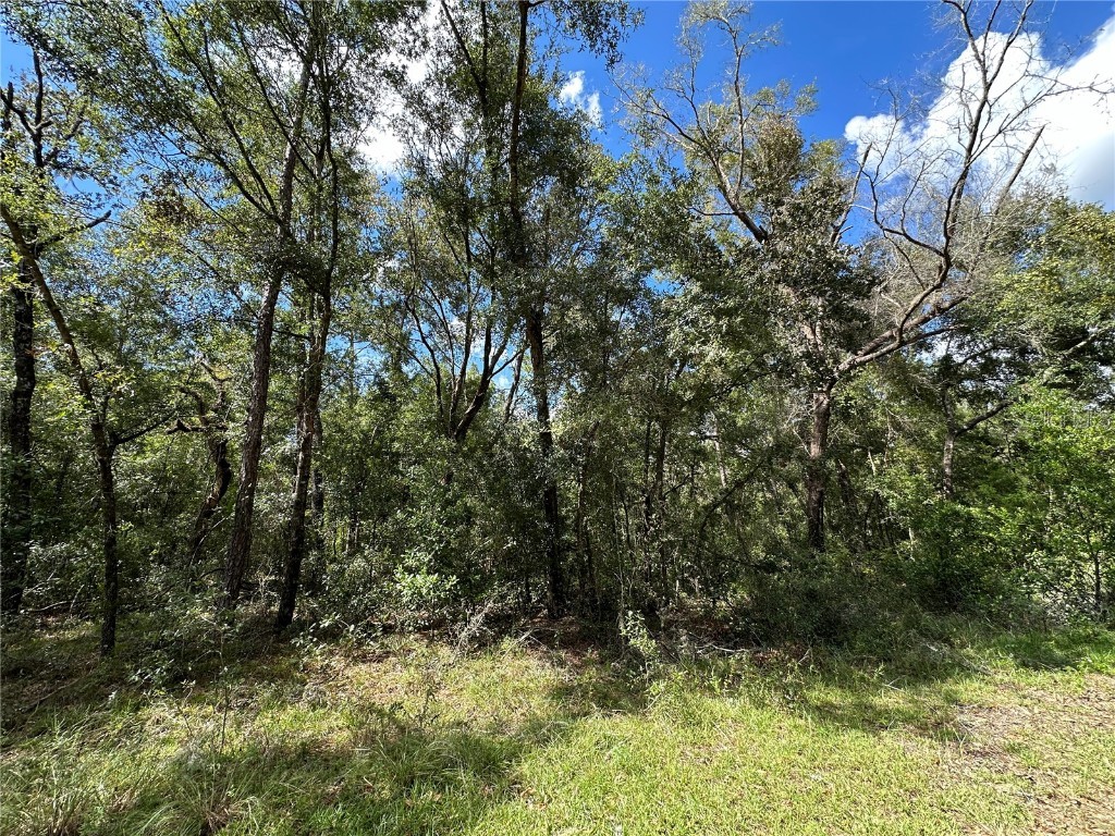 000 NE 156th Avenue Williston FL 32696 OM678209 image4