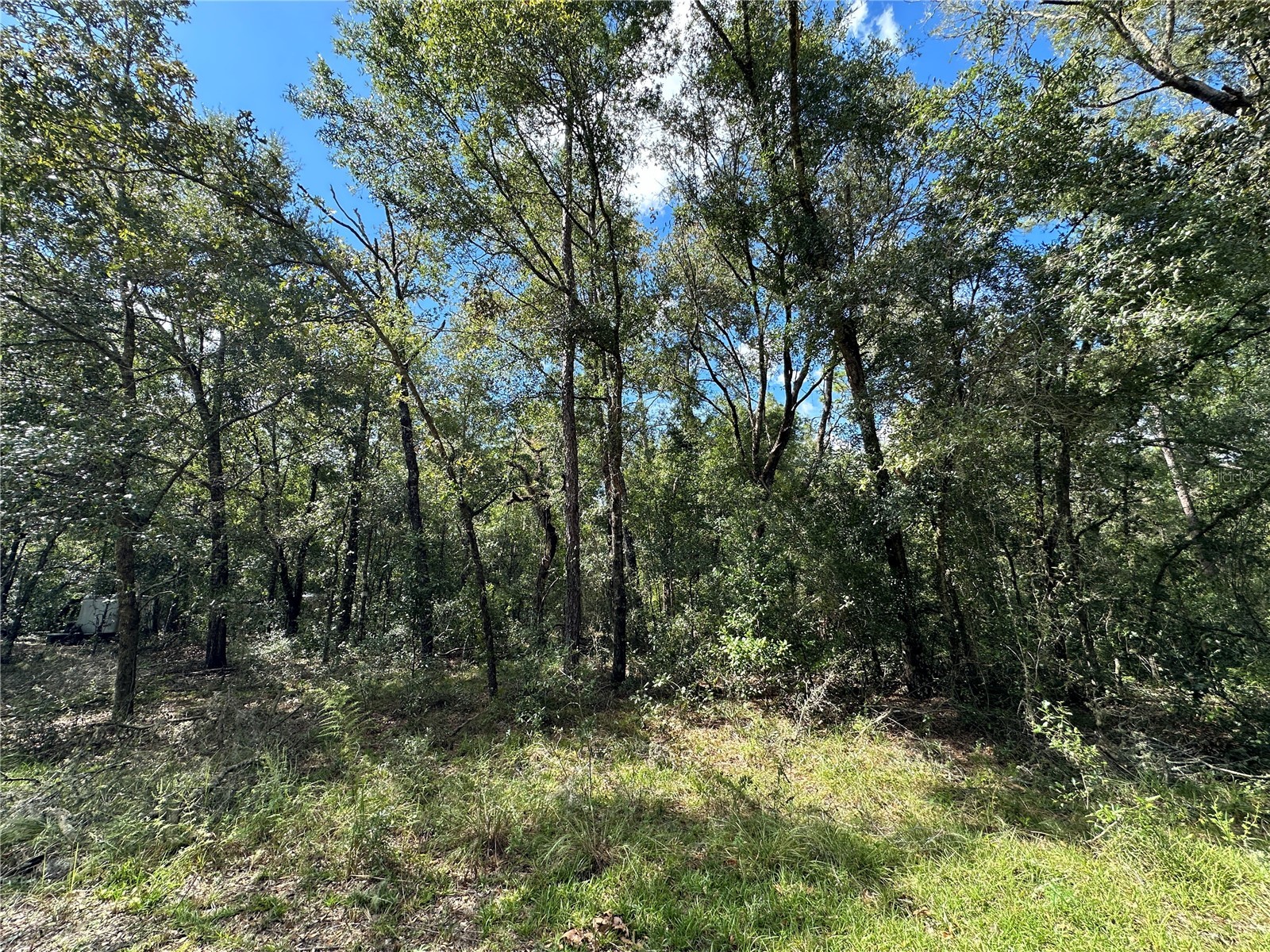 000 NE 156th Avenue Williston FL 32696 OM678209 image3