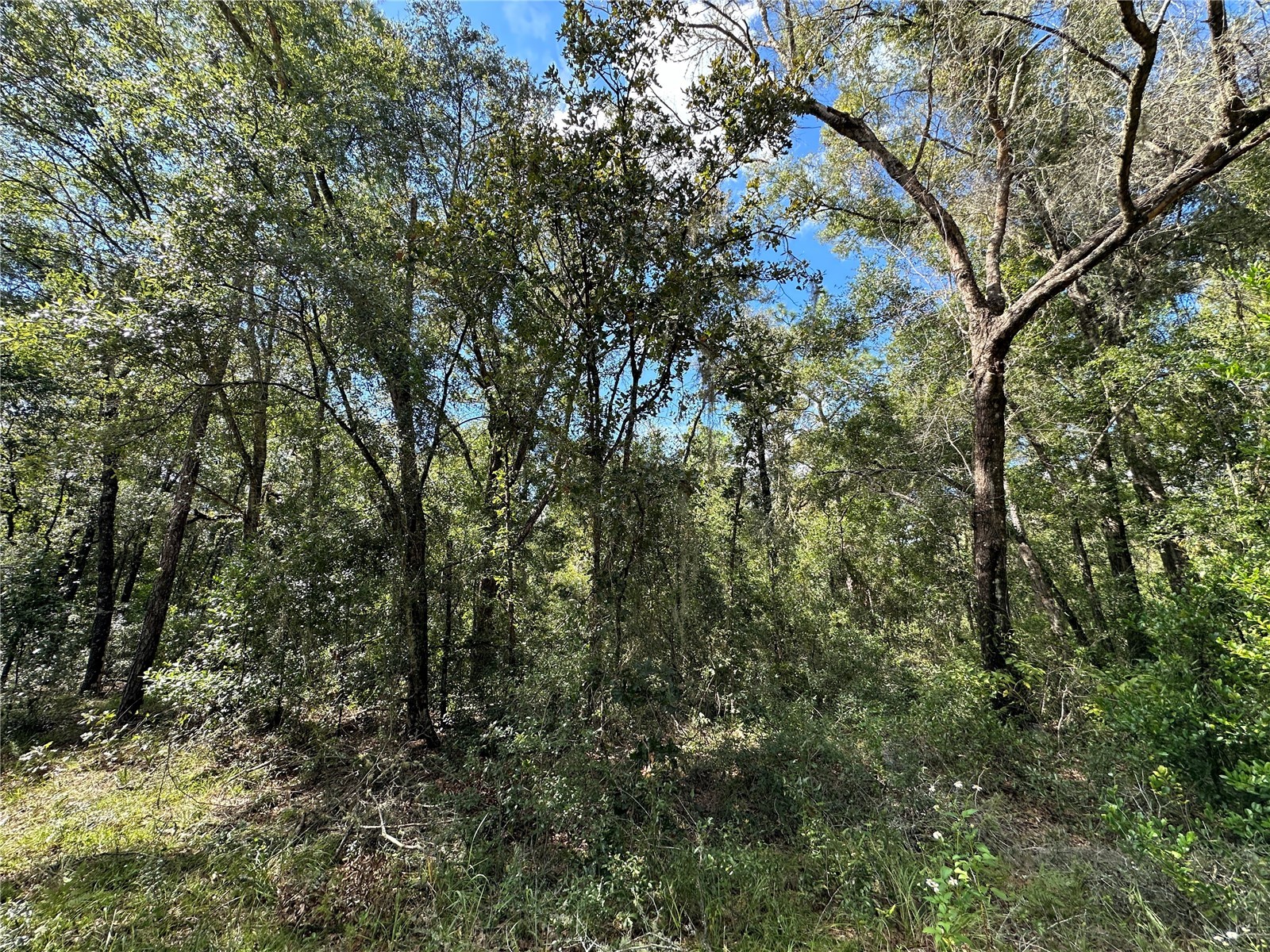000 NE 156th Avenue Williston FL 32696 OM678209 image4