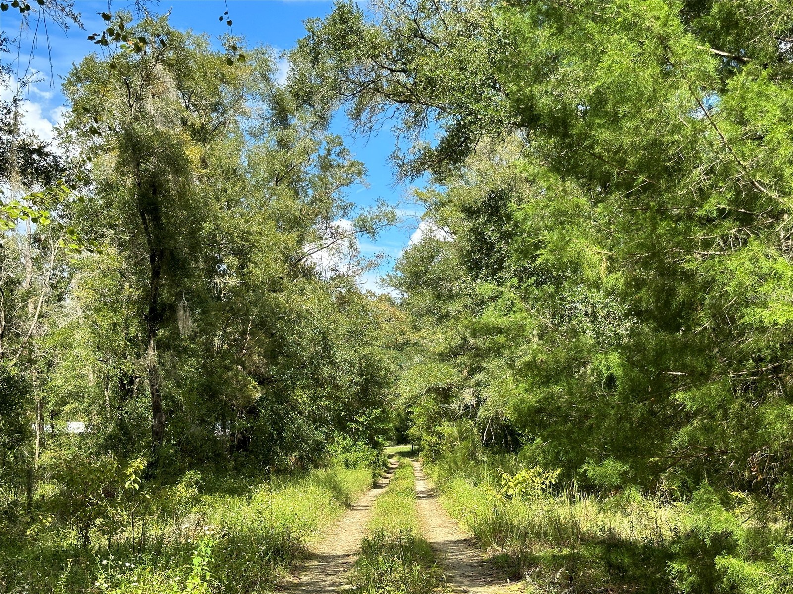 000 NE 156th Avenue Williston FL 32696 OM678209 image6