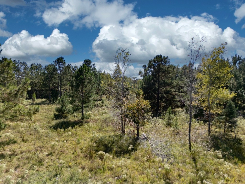 000 NE 75 Street Williston FL 32696 OM711759 image5