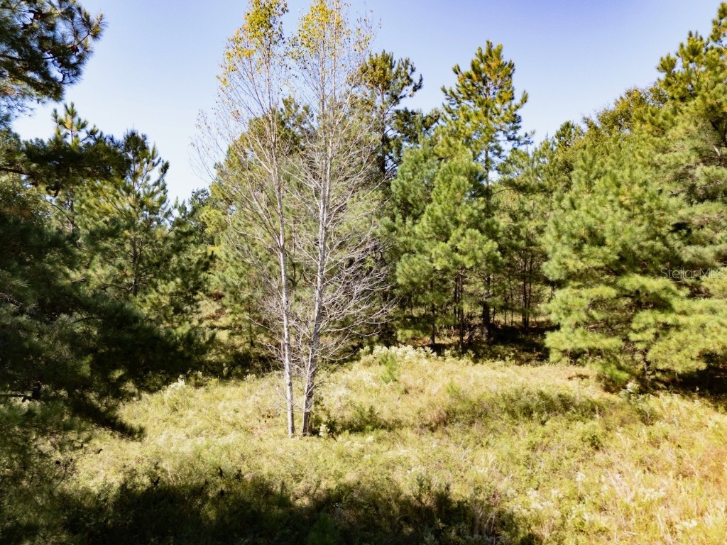 000 NE 75 Street Williston FL 32696 OM711759 image6