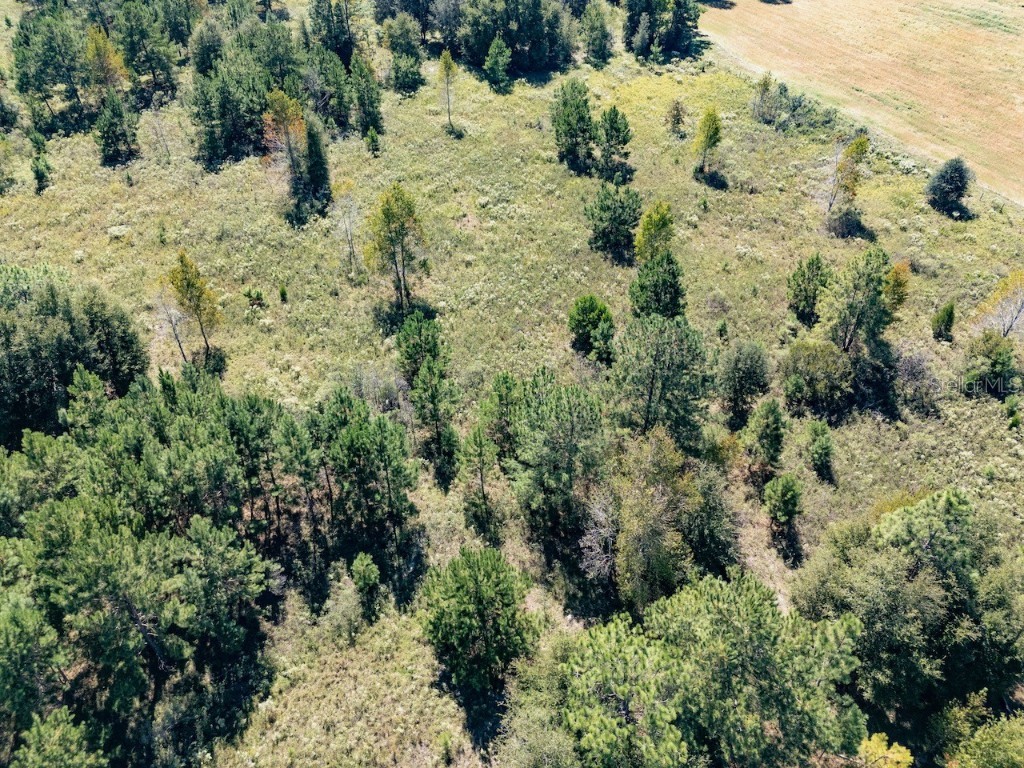 000 NE 75 Street Williston FL 32696 OM711759 image9