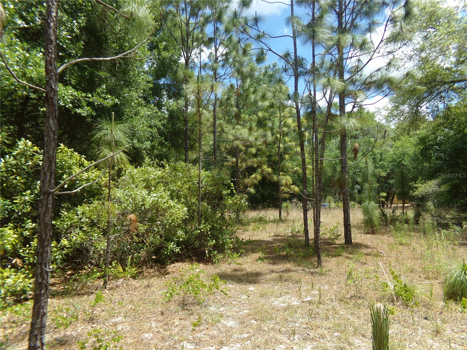 000 Norman Street Webster FL 33597 W7885152 image3