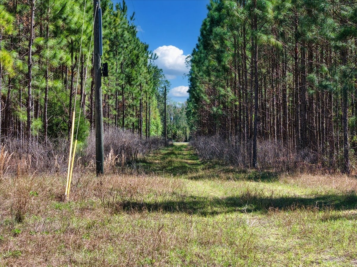 000 NW 60th Ave Chiefland FL 32626 GC538071 image7