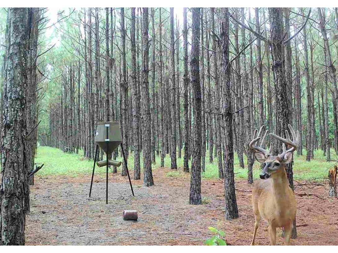 000 NW 78th Avenue Newberry FL 32669 GC535526 image10