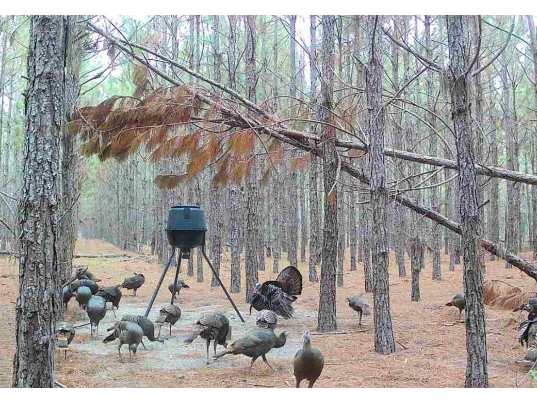 000 NW 78th Avenue Newberry FL 32669 GC535526 image15