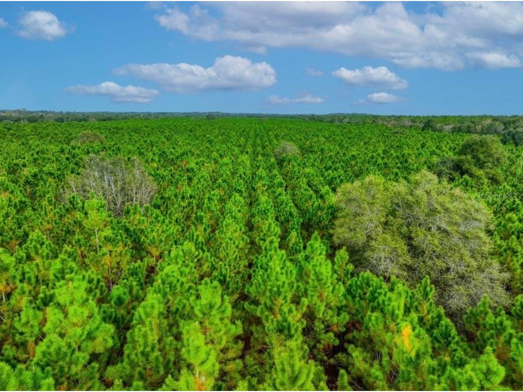 000 NW 78th Avenue Newberry FL 32669 GC535526 image21