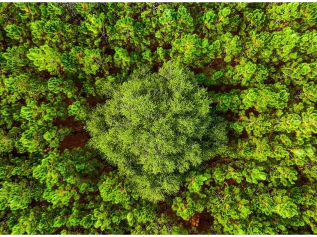 000 NW 78th Avenue Newberry FL 32669 GC535526 image25