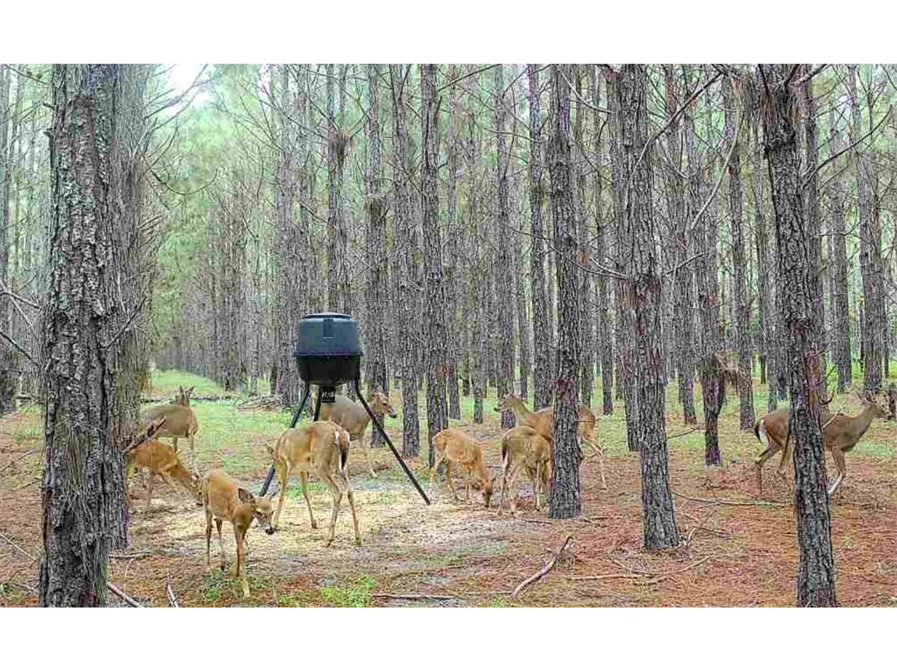 000 NW 78th Avenue Newberry FL 32669 GC535526 image28