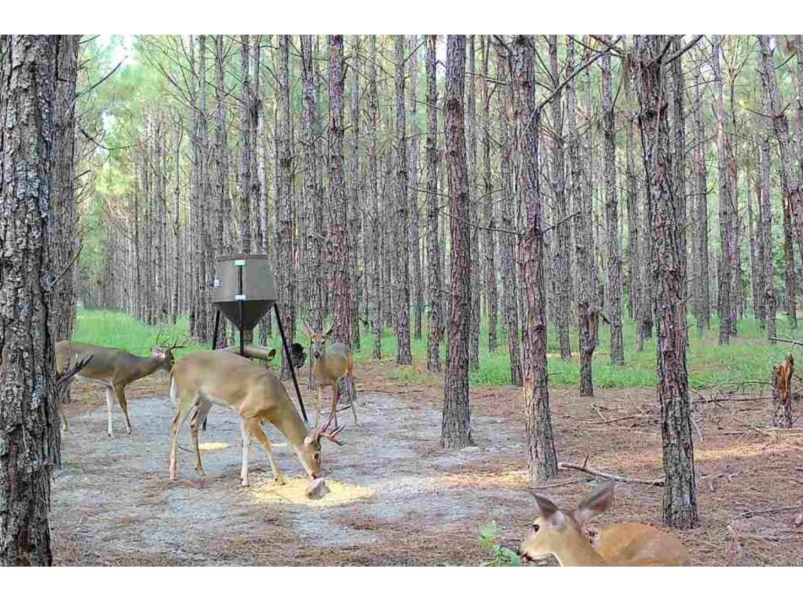 000 NW 78th Avenue Newberry FL 32669 GC535526 image29