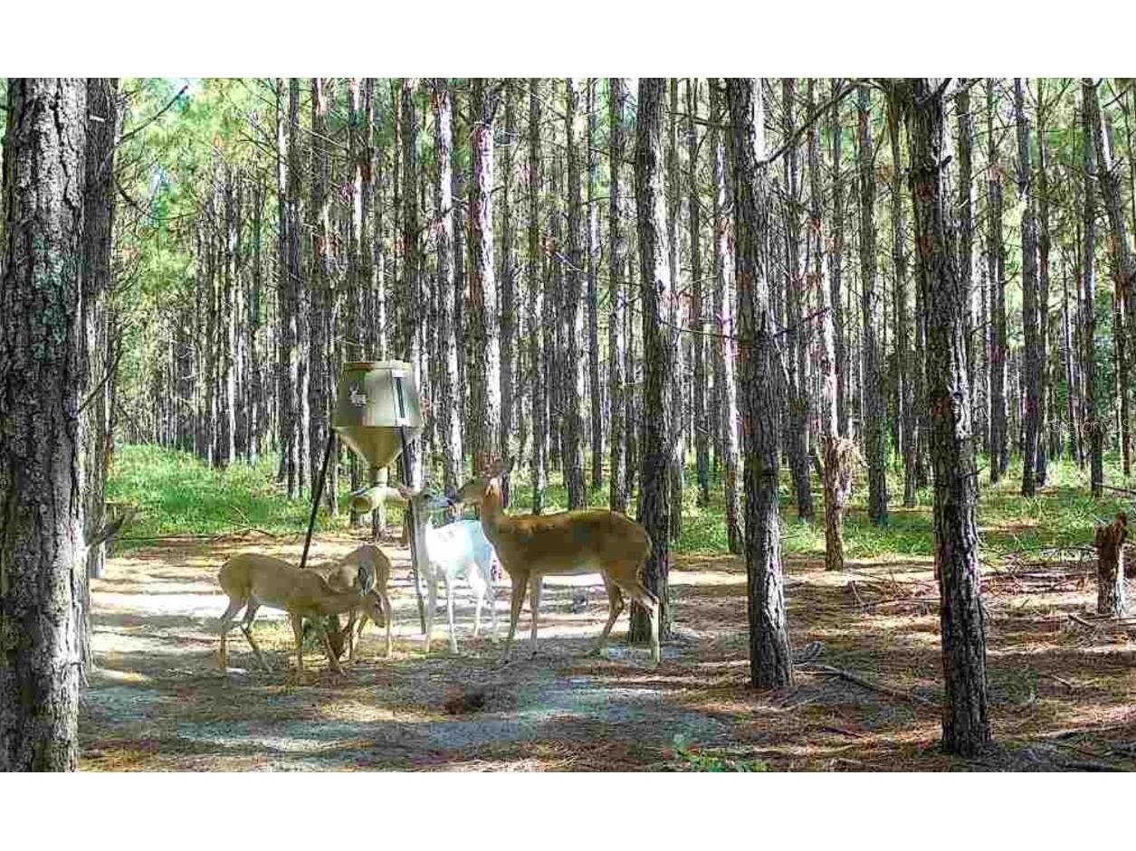 000 NW 78th Avenue Newberry FL 32669 GC535526 image30