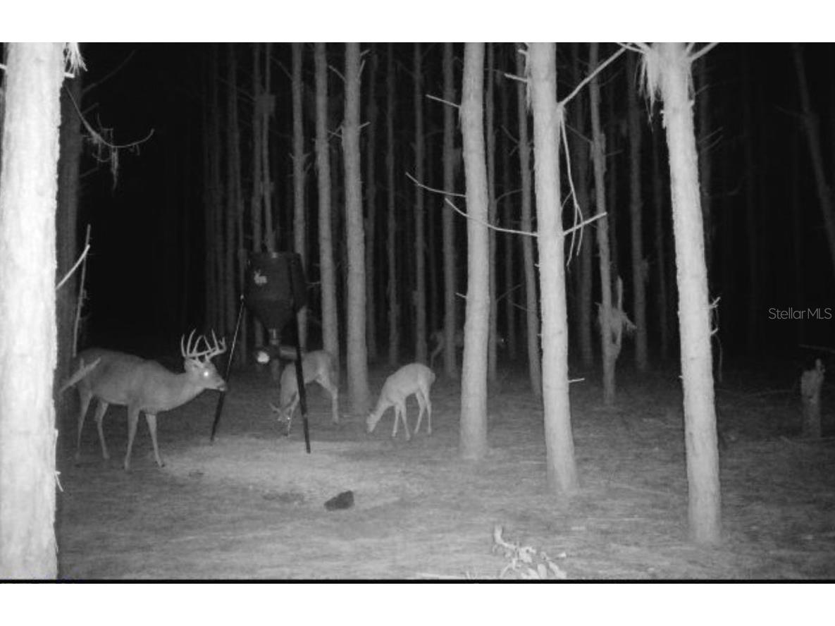 000 NW 78th Avenue Newberry FL 32669 GC535526 image32