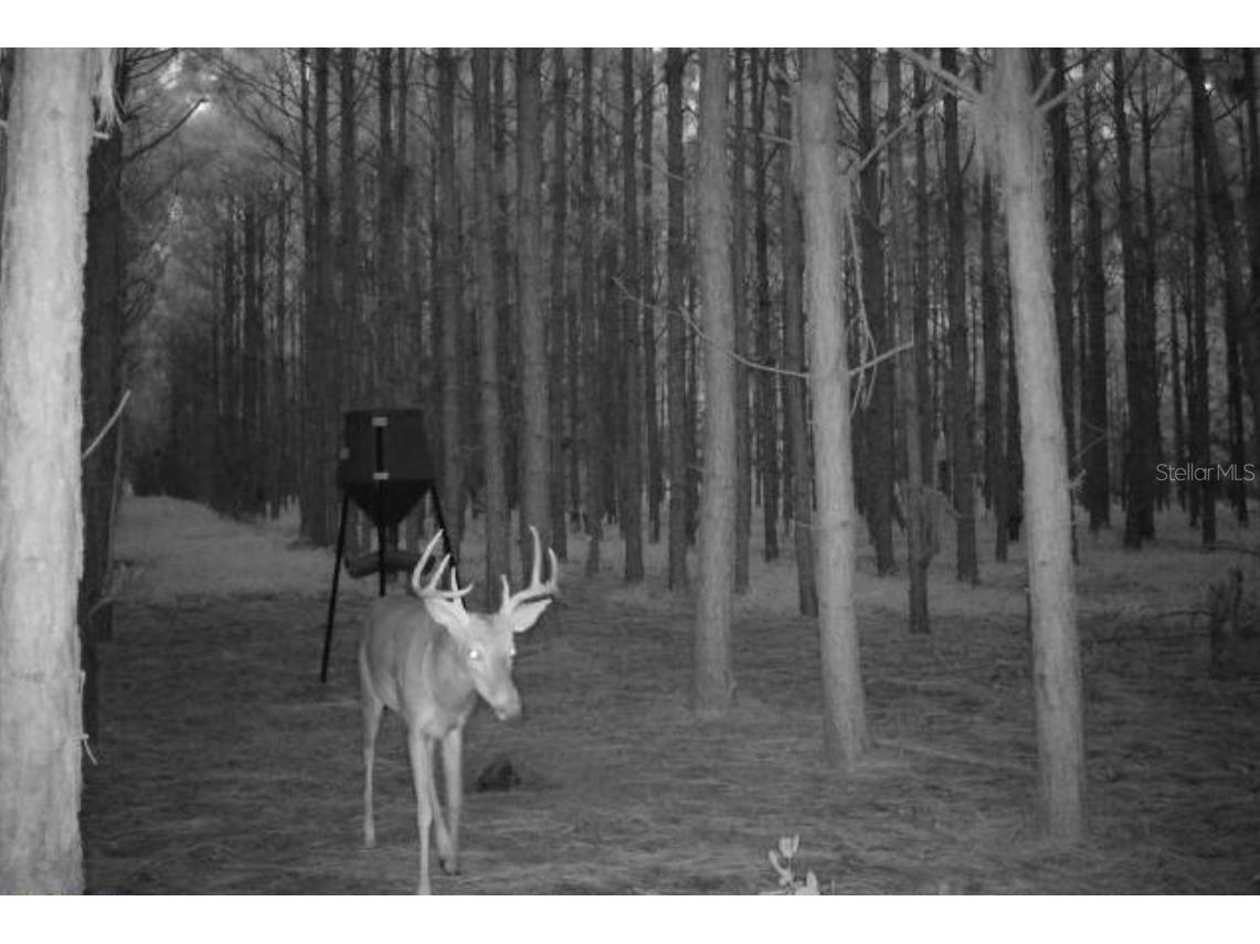 000 NW 78th Avenue Newberry FL 32669 GC535526 image33