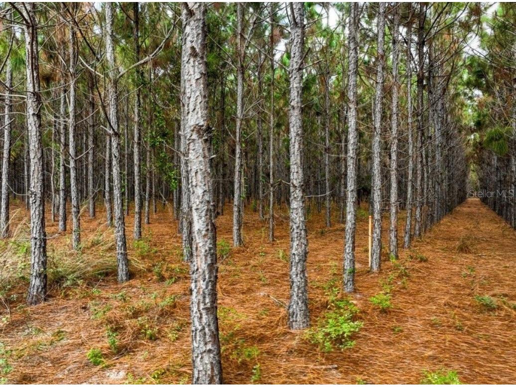 000 NW 78th Avenue Newberry FL 32669 GC535526 image5