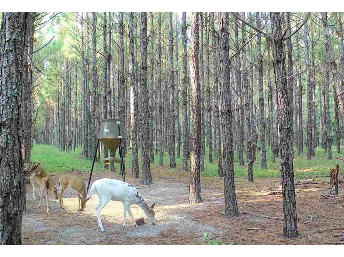 000 NW 78th Avenue Newberry FL 32669 GC535526 image6